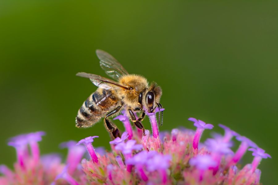 Biene, die eine Blumen bestäubt in der Nahansicht